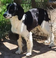 CHARLIE, a male English Springer Spaniel for sale in Henderson, NC – Photo 2 of 3