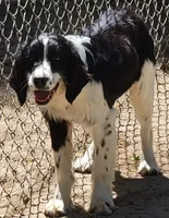 CHARLIE, a male English Springer Spaniel for sale in Henderson, NC – Photo 1 of 3