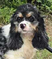 FANCY, a female Cocker Spaniel for sale in Henderson, NC – 1 of 3