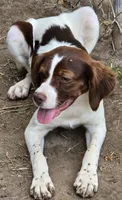 ROSIE, a female Brittany for sale in Henderson, NC – 2 of 3