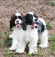 SPARKLE, a female Cocker Spaniel for sale in Henderson, NC – Photo 3 of 4