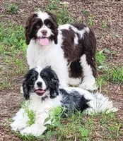SPARKLE, a female Cocker Spaniel for sale in Henderson, NC – Photo 4 of 4