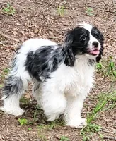 SPARKLE, a female Cocker Spaniel for sale in Henderson, NC – Photo 1 of 4