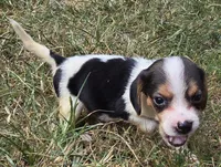 SUGAR , a female Beagle for sale in Henderson, NC – 2 of 3