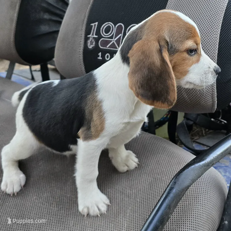 BUGGS BUNNY – Beagle puppy for sale in Henderson, NC