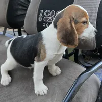 BUGGS BUNNY, a male Beagle for sale in Henderson, NC – 1 of 4