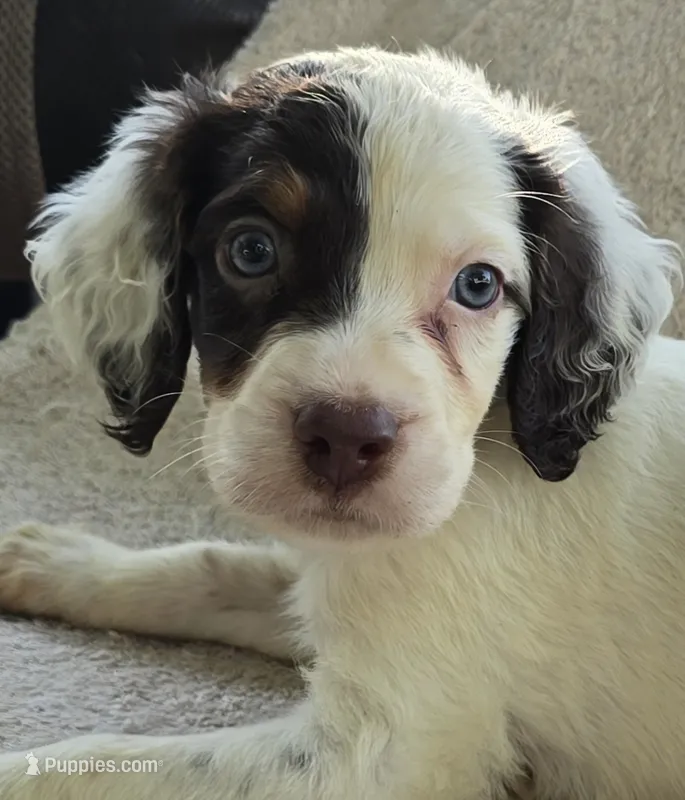 BINGO – English Setter puppy for sale in Henderson, NC