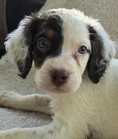 BINGO, a male English Setter for sale in Henderson, NC – 1 of 2