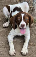 ROSIE, a female Brittany for sale in Henderson, NC – 3 of 3
