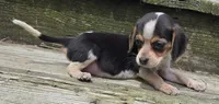 LITTLE ANGEL, a female Beagle for sale in Henderson, NC – 2 of 2