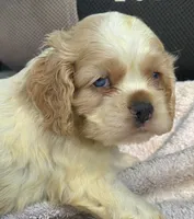 HARLEY, a male Cocker Spaniel for sale in Henderson, NC – 3 of 3