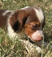 GUNNER, a male Brittany for sale in Henderson, NC – 3 of 3