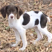 LADY, a female Brittany for sale in Henderson, NC – Photo 1 of 3