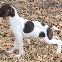 LADY, a female Brittany for sale in Henderson, NC – Photo 2 of 3