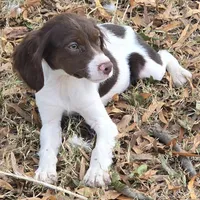 LADY, a female Brittany for sale in Henderson, NC – Photo 3 of 3