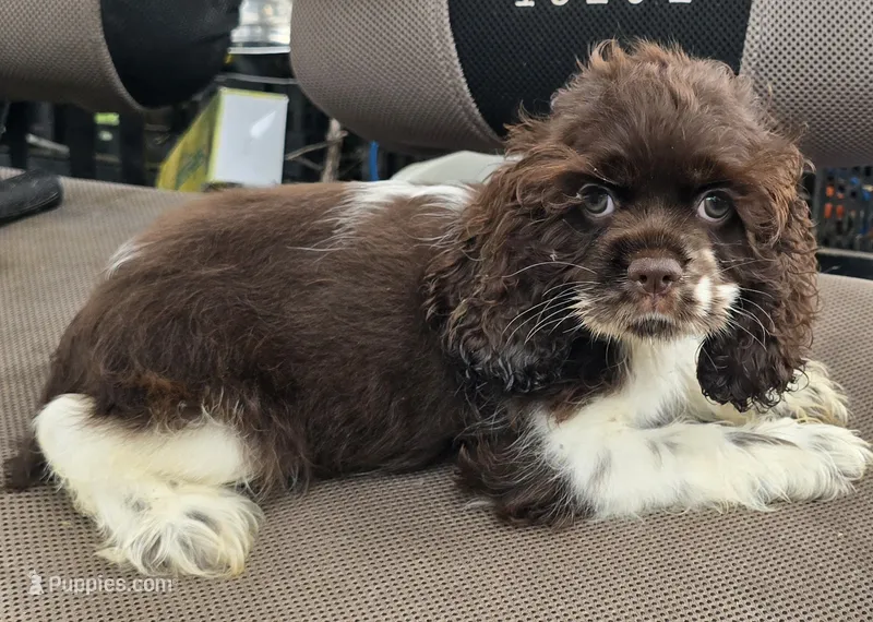 LOVIE  – Cocker Spaniel puppy for sale in Henderson, NC