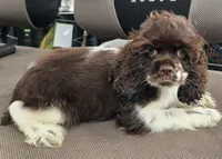 LOVIE , a female Cocker Spaniel for sale in Henderson, NC – 1 of 3