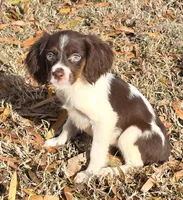 SPARKLE, a female Brittany for sale in Henderson, NC – Photo 2 of 2