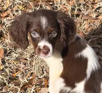 SPARKLE, a female Brittany for sale in Henderson, NC – Photo 1 of 2