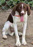 REBA, a female Brittany for sale in Henderson, NC – 2 of 2