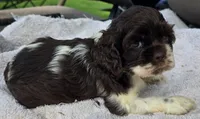 LOVIE , a female Cocker Spaniel for sale in Henderson, NC – 1 of 2
