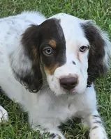 CHAMP, a male English Setter for sale in Henderson, NC – 2 of 2