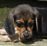 SNOOPY, a male Beagle for sale in Henderson, NC – 3 of 3