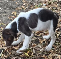 CHARLIE, a male Brittany for sale in Henderson, NC – Photo 2 of 3