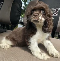 LOVIE , a female Cocker Spaniel for sale in Henderson, NC – 2 of 3