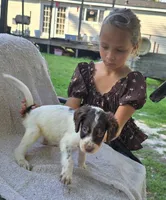 CHECKERS, a male English Setter for sale in Henderson, NC – 2 of 2
