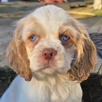 PRINCE, a male Cocker Spaniel for sale in Henderson, NC – Photo 1 of 3