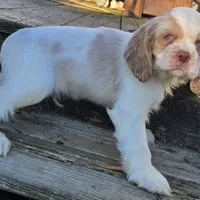 PRINCE, a male Cocker Spaniel for sale in Henderson, NC – Photo 2 of 3