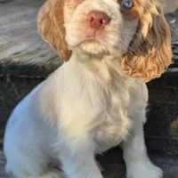 PRINCE, a male Cocker Spaniel for sale in Henderson, NC – Photo 3 of 3
