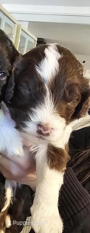 Nellie  – Sheepadoodle puppy for sale in Castro Valley, CA