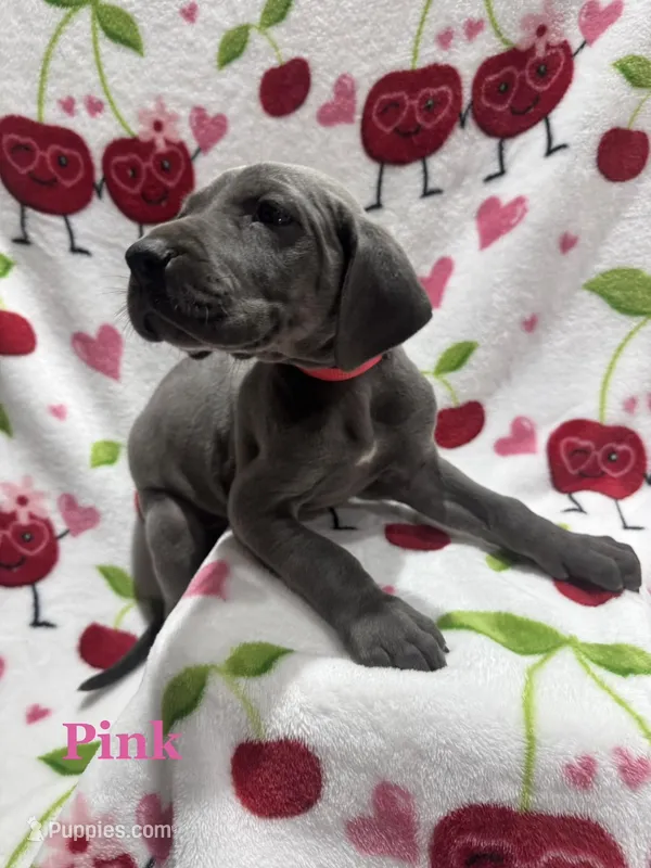 Hermione Grainger - Pink, a female Great Dane for sale in Fullerton, CA – Photo 1 of 1