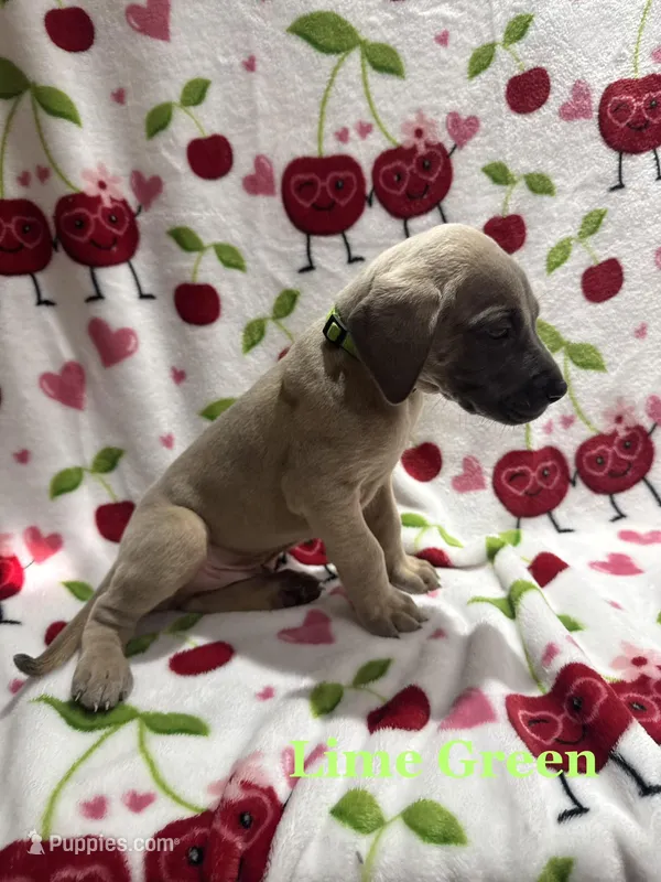 Ron Weasley - Green, a male Great Dane for sale in Fullerton, CA – Photo 1 of 1