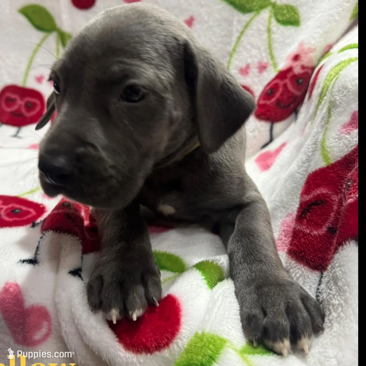 George Weasley - Yellow, a male Great Dane for sale in Fullerton, CA – Photo 1 of 1