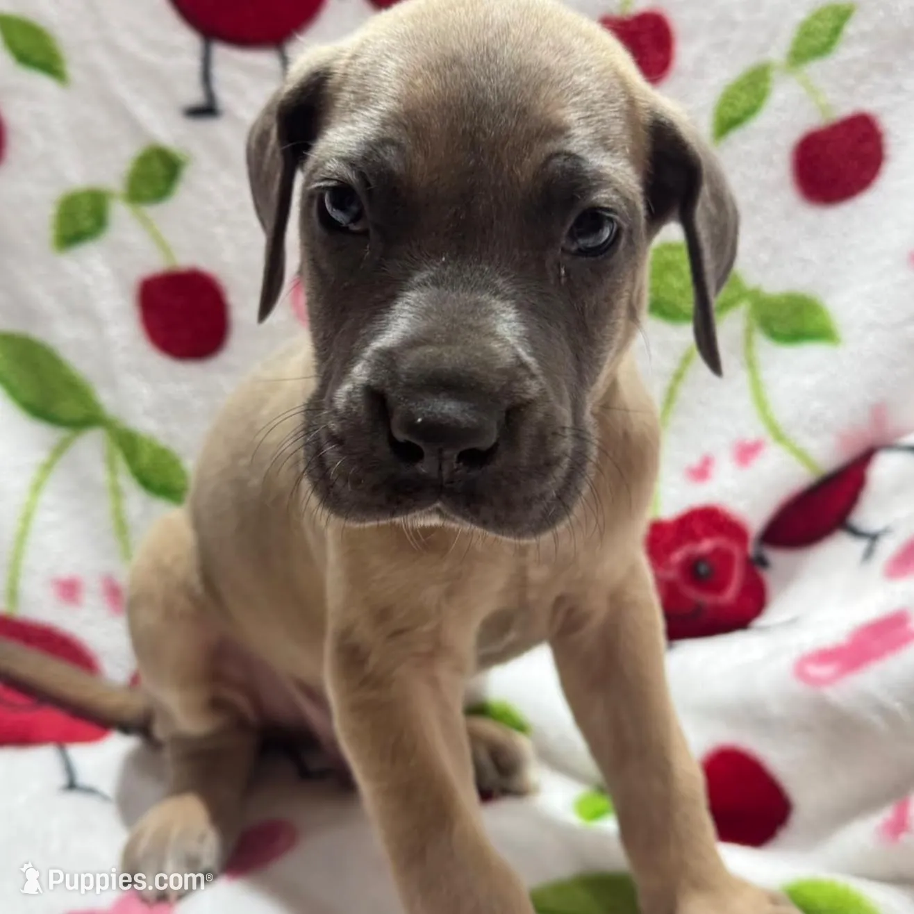 Dobby - Purple, a male Great Dane for sale in Fullerton, CA – Photo 1 of 1