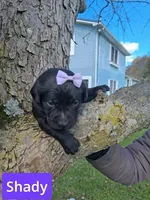 Shady, a female Labrador Retriever for sale in Buckhannon, WV – 2 of 5