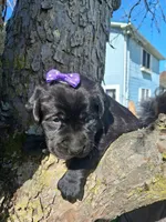 Layla, a female Labrador Retriever for sale in Buckhannon, WV – 2 of 5