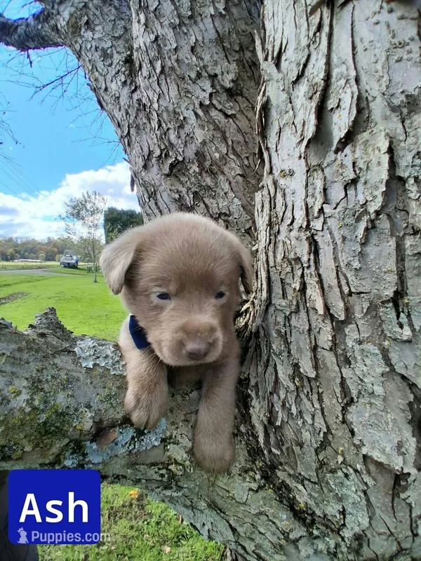 Ash – Labrador Retriever puppy for sale in Buckhannon, WV