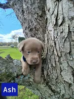 Ash, a male Labrador Retriever for sale in Buckhannon, WV – 1 of 7
