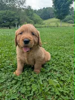 Blaine, a male Golden Retriever for sale in Buckhannon, WV – 3 of 6