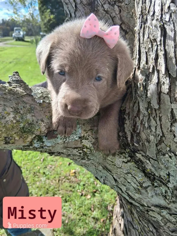 Misty – Labrador Retriever puppy for sale in Buckhannon, WV