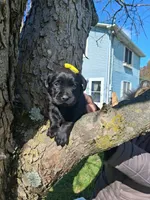 Darci, a female Labrador Retriever for sale in Buckhannon, WV – 3 of 5