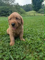 Blaine, a male Golden Retriever for sale in Buckhannon, WV – 2 of 6
