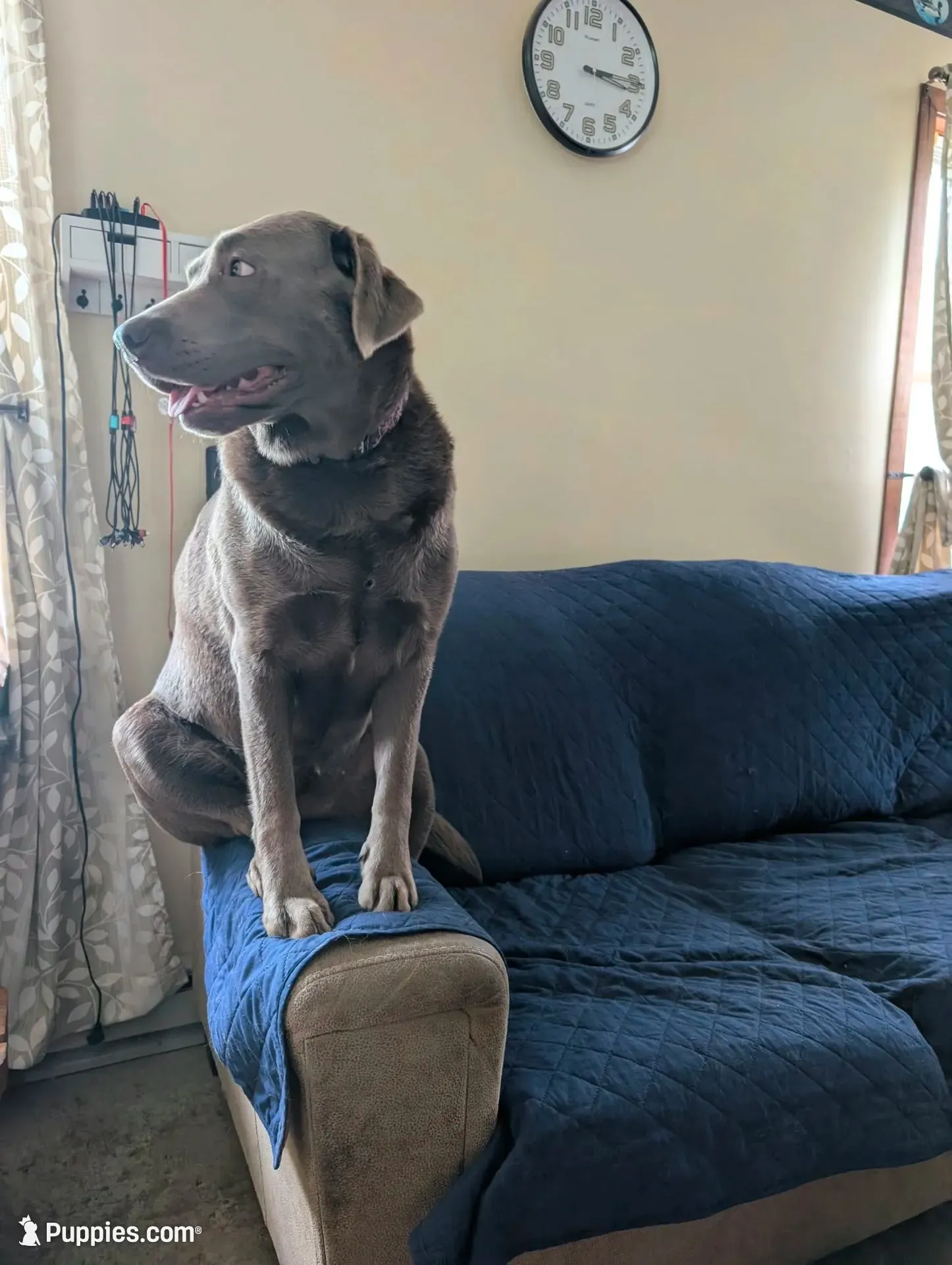 Slate, a male Labrador Retriever for sale in Buckhannon, WV – 6 of 6