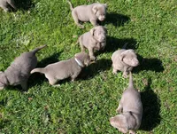Ashlyn, a male Labrador Retriever for sale in Buckhannon, WV – 4 of 7