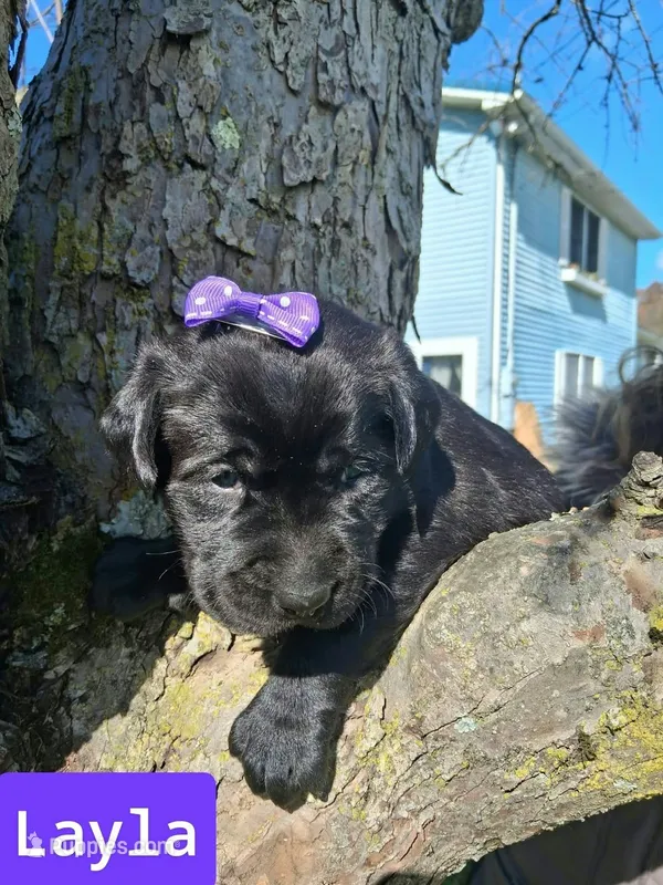 Layla – Labrador Retriever puppy for sale in Buckhannon, WV