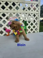 Blaine, a male Golden Retriever for sale in Buckhannon, WV – 4 of 6